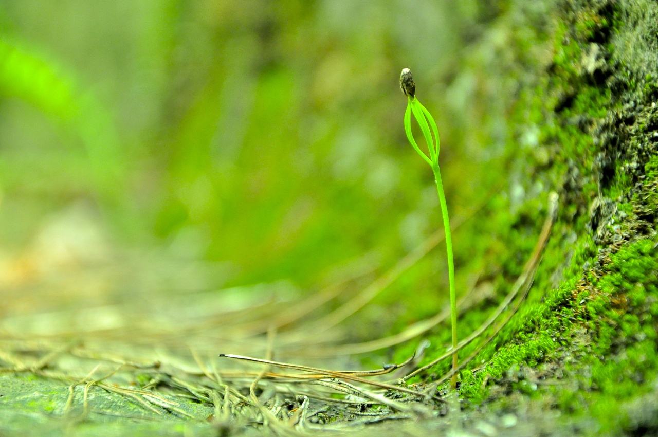 4月2日是什么节日