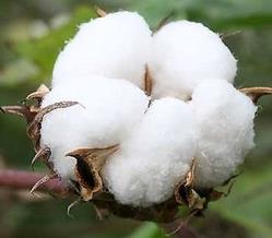 cotton